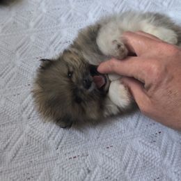 Make 3 - Black parti male Pomeranian puppy in Tabor City, North Carolina from Southern Palmetto Pomeranians