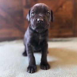 3f - Black female Cane Corso puppy in Stuart, Iowa from Cowan Farms