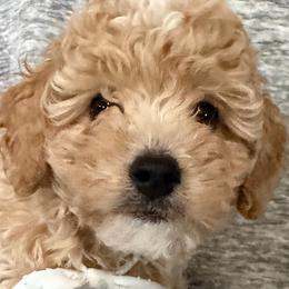 Boy 4 'Bentley' - Parti male Goldendoodle puppy in Kearneysville, West Virginia from Daydreamer