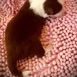 Border Collie Puppies from Beloved Border Collies