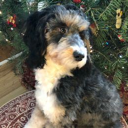 Emmy - Aussiedoodle