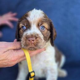 Yellow boy - Liver white and roan male English Springer Spaniel puppy in Henagar, Alabama from Windy Oak Kennels