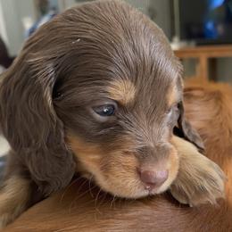 Hershey - Chocolate and tan male Dachshund puppy in Lake Mary, Florida from Lakeside Doxies