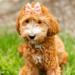 Hazel - Goldendoodle