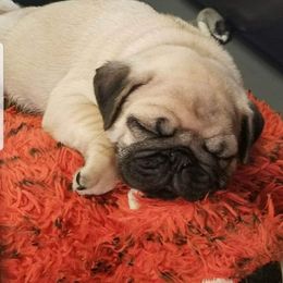 Pug Puppies from Colossal Pugs