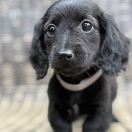 Dachshund Puppies from Winnie’s Doxies