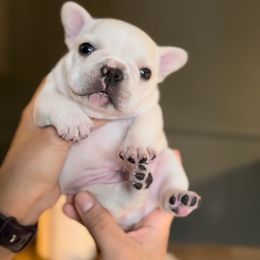 French Bulldog Puppies from The Midwest Frenchies