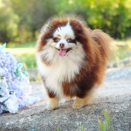 Tokyo - Chocolate merle female Pomeranian puppy in Sacramento, California from My Precious Poms