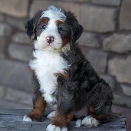 Marley - Merle male Bernedoodle puppy in Dundee, Ohio from Down Home Doodle