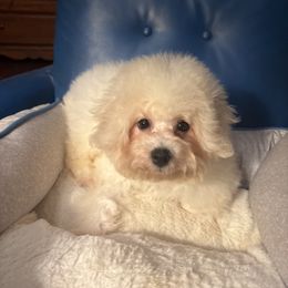 Greenie beanie - White male Bichon Frise puppy in Chatham, Illinois from Whitecreek