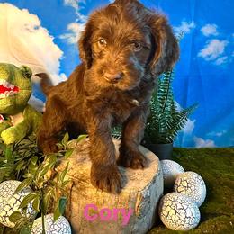 Cory - Chocolate female Labradoodle puppy in Chelan, Washington from North Cascades Doodles
