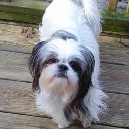 Shih Tzu All Grown Up from Tennessee's Treasured Shih Tzus