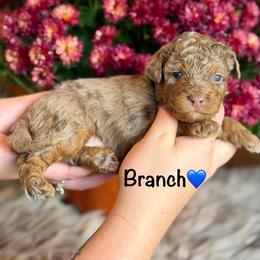 Branch - Red merle male Aussiedoodle puppy in Lancaster, Minnesota from Finney Ranch