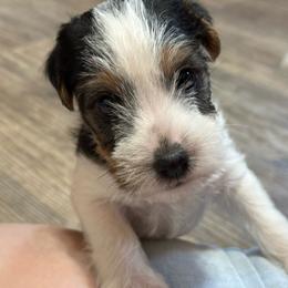 Hollywood - Tri-color female Jack Russell Terrier puppy in Yakima County, Washington from Saddle Rock Kennels