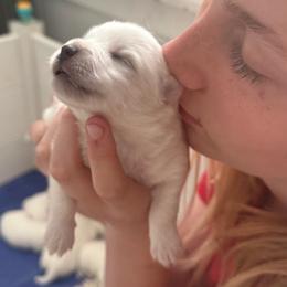Boy 3 - White male Japanese Spitz puppy in Sebastopol, California from IMag Japanese Spitz