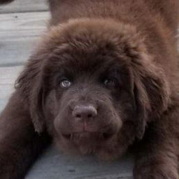 Newfoundlands from Timber’s Watch