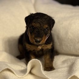 Millie - Black and tan female Airedale Terrier puppy in Thomasville, North Carolina from Beitzel Babies