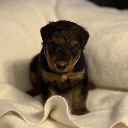 Millie - Black and tan female Airedale Terrier puppy in Thomasville, North Carolina from Beitzel Babies