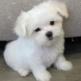 Maltese Puppies from Brenda