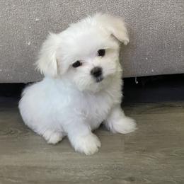 Maltese Puppies from Brenda
