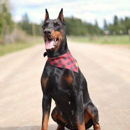 Raja - Doberman Pinscher