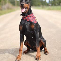 Raja - Doberman Pinscher