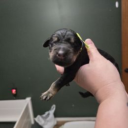Neon Green Collar - Black and tan male Giant Schnauzer puppy in Cloverdale, Ohio from House of Roth Giant Schnauzers