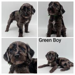 Breeder's keeper - Green, straight coated - Silver male Whoodle puppy in Kalispell, Montana from Countryman Whoodles