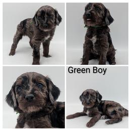 Breeder's keeper - Green, straight coated - Silver male Whoodle puppy in Kalispell, Montana from Countryman Whoodles