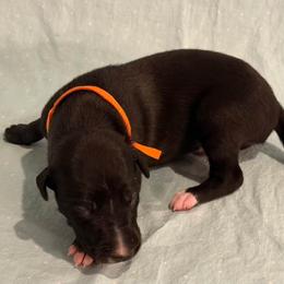Orange collar boy - Black male Greyhound puppy in St. Louis, Missouri from Velocitas Greyhounds