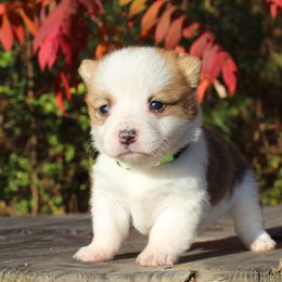 Neon Collar - White and red female Pembroke Welsh Corgi puppy in Boaz, Alabama from Brumblow’s Kennel