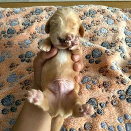 Boy 2 - Red male Dachshund puppy in Merced, California from JBDKennel
