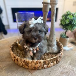 Luna - Liver female Miniature Schnauzer puppy in Orange City, Florida from Xaysha’s Miniature Schnauzers