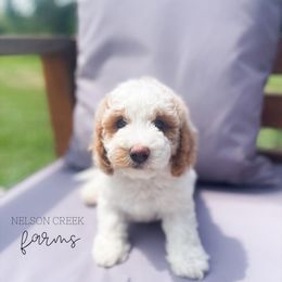 Henry - Parti male Maltipoo puppy in Huntsville, Texas from Nelson Creek Farms