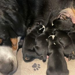 Boy 1 - Black, white and red Greater Swiss Mountain Dog puppy in Knoxville, Maryland from Dahlgren Swissys