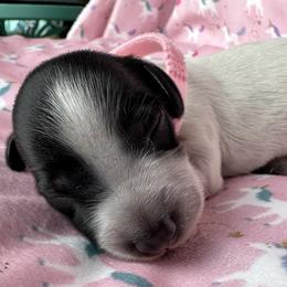 AKC - REBA - Piebald female Dachshund puppy in Omaha, Nebraska from Colorful Dachshunds