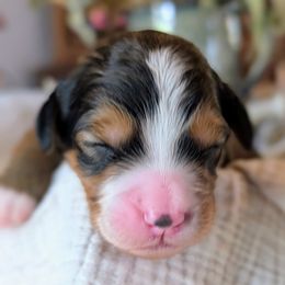 Purple girl - Sable female Bernedoodle puppy in Beaumont, Texas from Joy's Dood Ranch