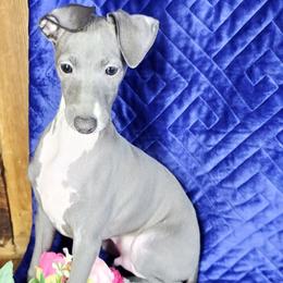 Sugar High - White and blue male Italian Greyhound puppy in Cadwell, Georgia from All The DoDa Day Italian Greyhounds