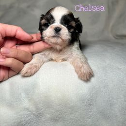 Chelsea (potentially available soon) - Red and white female Shih Tzu puppy in California from Fairy Tails Shih Tzus CA