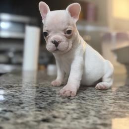 Lacey - White female French Bulldog puppy in Atlanta, Georgia from Glass House Frenchies