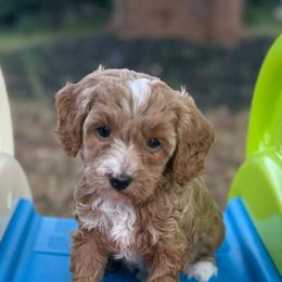 Hope - Red  female Goldendoodle puppy in Newnan, Georgia from Wagging Tailz Pups