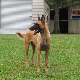 Reign - Belgian Malinois