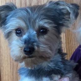 Mia - Yorkshire Terrier