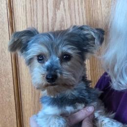 Mia - Yorkshire Terrier