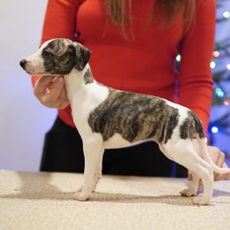 Olympia - White and fawn brindle female Whippet puppy in Atlanta, Georgia from Sinaj