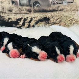 Girl 4 - Black rust and white female Bernese Mountain Dog puppy in Harrisburg, North Carolina from Bunn Ranch Goldens & Bernese