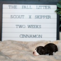 Labrador Retriever and Portuguese Water Dog Puppies from Hilltop Portuguese Water Dogs