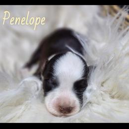 Penelope - Red tri female Miniature Australian Shepherd puppy in Macomb, Missouri from Faunus Farms and Aussies