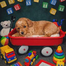 Khaos - Red  male Goldendoodle puppy in Boise, Idaho from Goldendoodle Baby