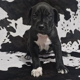 Pink Collar - Black female Cane Corso puppy in Little Elm, Texas from Zenith Cane Corso